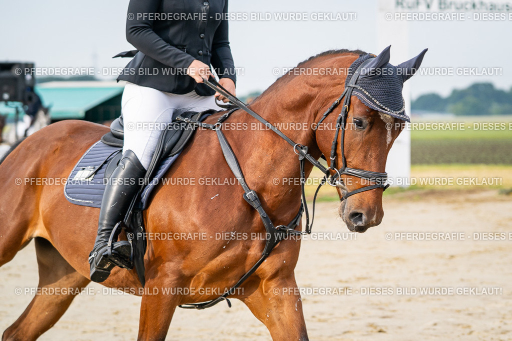 DSC07976 | Pferdegrafie