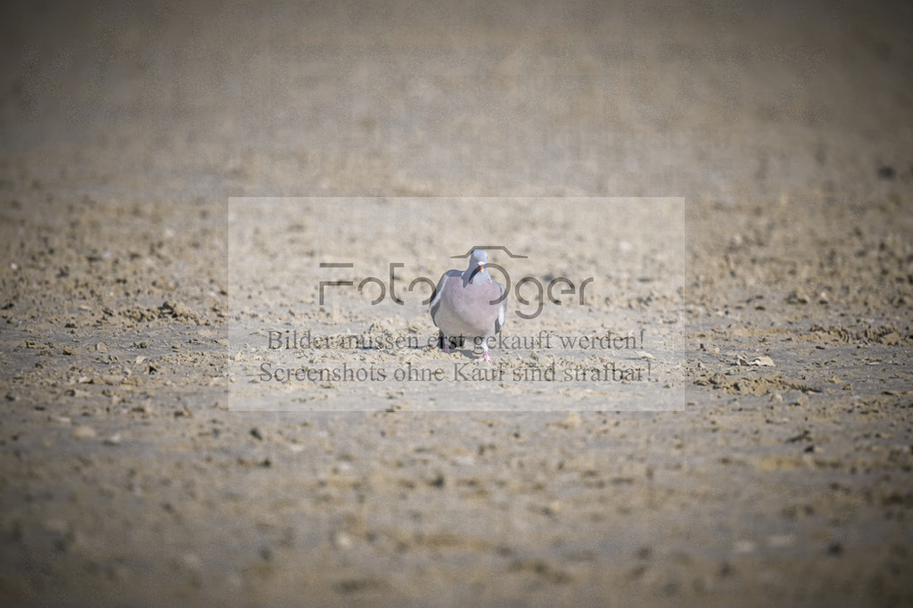 DOS_1638 | Entdecke hochwertige Reitturnierfotos von Foto Oger. Professionell, emotional und authentisch – jetzt Lieblingsmomente im Shop bestellen.Deutschlandweite Turnierfotografie. - Realisiert mit Pictrs.com