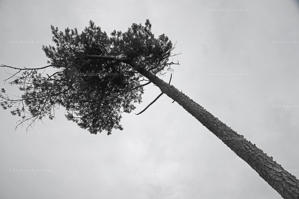 Windswept tree | wind escaper tree in grey weather