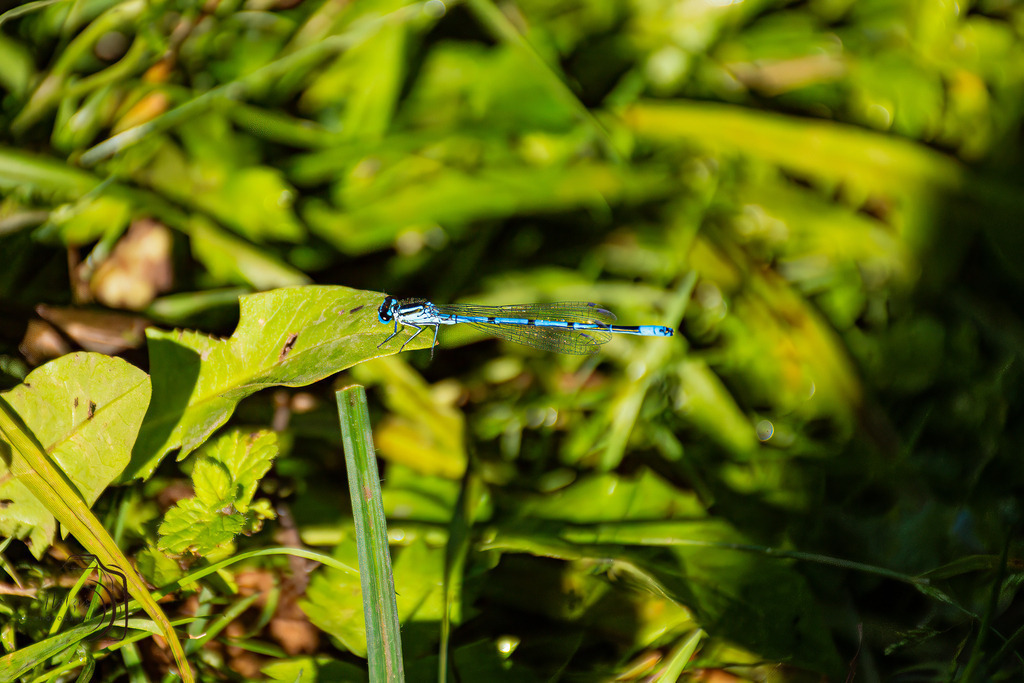 Blaue Schönheit | Holzisphotography, Landschaftsfotografie, Wildlifefotogorafie - Realisiert mit Pictrs.com