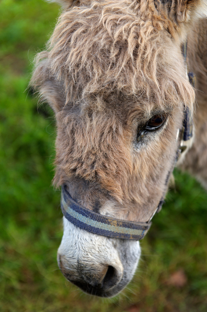Esel Portrait | Austria - April 29, 2012: Esel Portrait. - Realisiert mit Pictrs.com