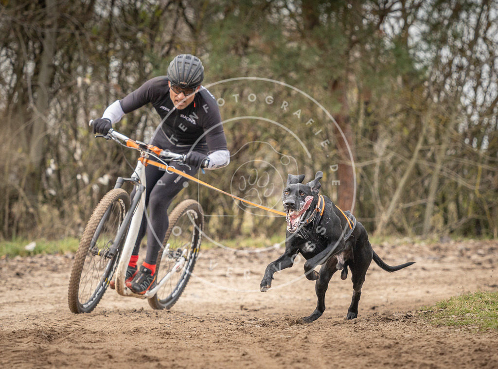 Pfotenfotografie_DV3A9308 | Hundefotografie, Tierfotograf, Pfotenfotografie, Fotoshooting Hund, Hunde Portrait, Hundesport, Hundeportraits, Heideshooting, Hunde, Sportfotograf, Hundefotograf, Turnierhundsport, THS,  - Realisiert mit Pictrs.com