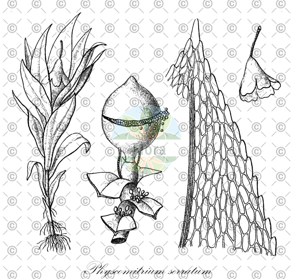 HistAbb_wfo-0001075919_1_ENZY_Simple | Historische Abbildung von Physcomitrium serratum - Funariaceae | Historical Illustration of Physcomitrium serratum - Funariaceae