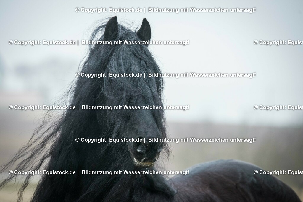 20150217_TOMsPiC_0013 | equistock