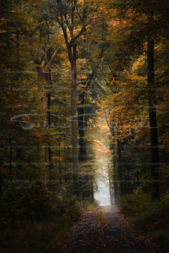 Der Wald - einfach unverzichtbar | People- und Tierfotografie, Imageaufnahmen, Veranstaltungsfotografie und Wandbilder aus der Natur ★ Made in Germany ✔️ Druck + Downloads ✔️ Naturfotografie in Top Qualität ★ schneller Versand, weltweite Lieferung! - Realisiert mit Pictrs.com