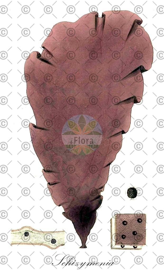 HistAbb_wfo-4000034468_1_ENZY_Simple | Historische Abbildung von Schizymenia - Schizymeniaceae (0) | Historical Illustration of Schizymenia - Schizymeniaceae (0)