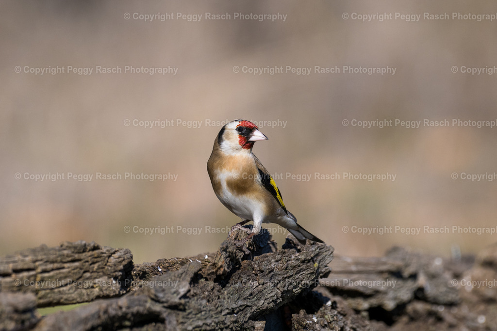 Stieglitz (13) | PeggyRaschPhotography - Realisiert mit Pictrs.com