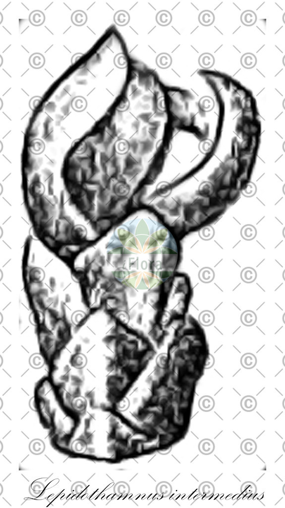 HistAbb_wfo-0001221071_1_ENZY_Simple | Historische Abbildung von Lepidothamnus intermedius - Podocarpaceae | Historical Illustration of Lepidothamnus intermedius - Podocarpaceae