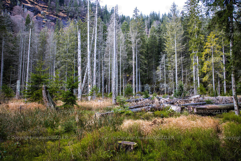 _J3A9065 | medienkrizzler - Realisiert mit Pictrs.com