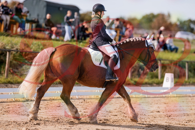 2026_10_03_Siefer-Hof_114149_Z81_85000642 | Professionelle Reitsport-, Turnier- und Eventfotografie von Robert Broda. Galerien mit ausgewählten und bearbeiteten Bildern direkt online ansehen und bestellen.