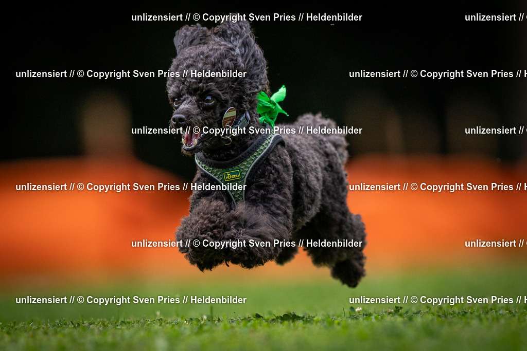 Sven Pries | 19. Allgemeines Hunderennen Karlsruhe Durlach - Realisiert mit Pictrs.com