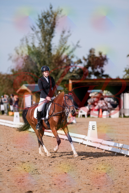 2026_10_03_Siefer-Hof_115752_Z81_99272069 | Professionelle Reitsport-, Turnier- und Eventfotografie von Robert Broda. Galerien mit ausgewählten und bearbeiteten Bildern direkt online ansehen und bestellen.