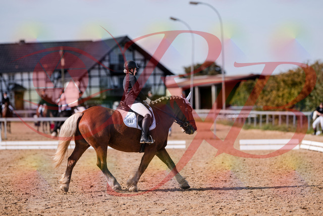 2026_10_03_Siefer-Hof_130224_Z81_56587799 | Professionelle Reitsport-, Turnier- und Eventfotografie von Robert Broda. Galerien mit ausgewählten und bearbeiteten Bildern direkt online ansehen und bestellen.