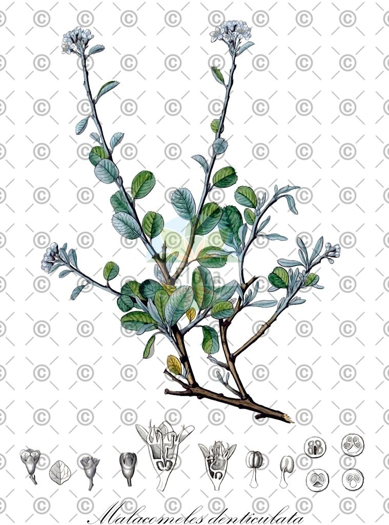 HistAbb_wfo-0000233614_1_ENZY_Simple | Historische Abbildung von Malacomeles denticulata - Rosaceae | Historical Illustration of Malacomeles denticulata - Rosaceae (big bend serviceberry)
