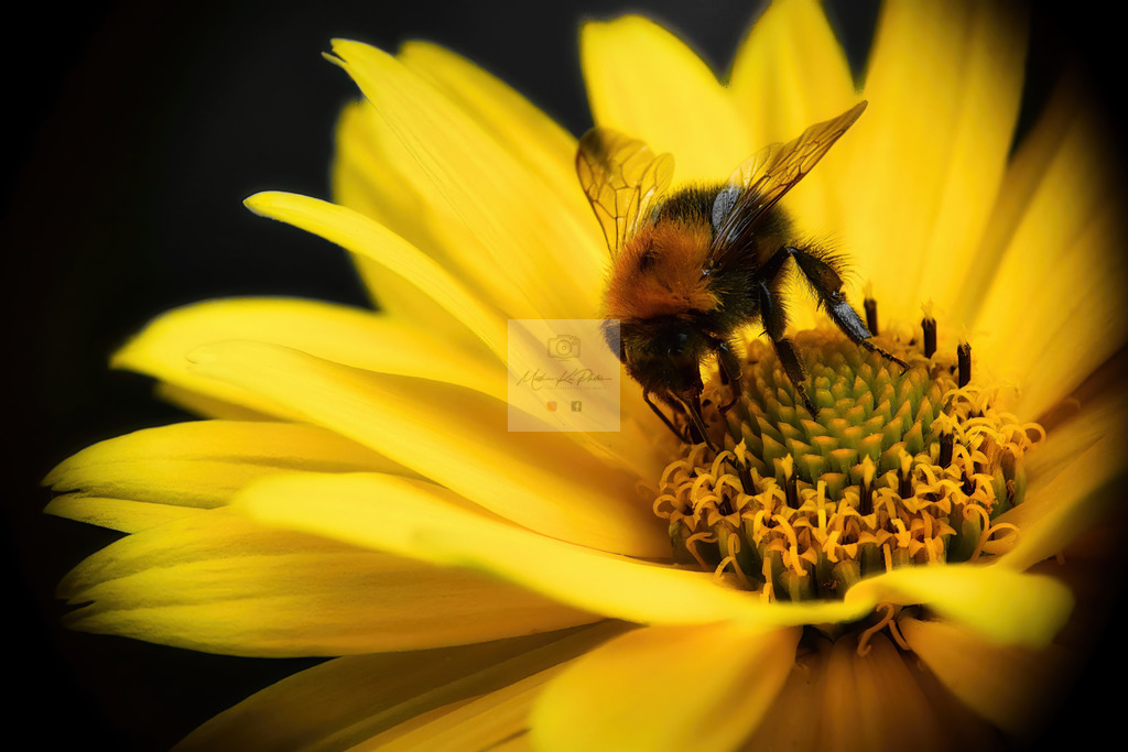 Makro - tierisch (5) | Buche Fotoshootings und entdecke hochwertige Fotoprodukte bei Mathias Ku Photos. Personalisiert, kreativ & mit Liebe zum Detail. Jetzt informieren! - Realisiert mit Pictrs.com