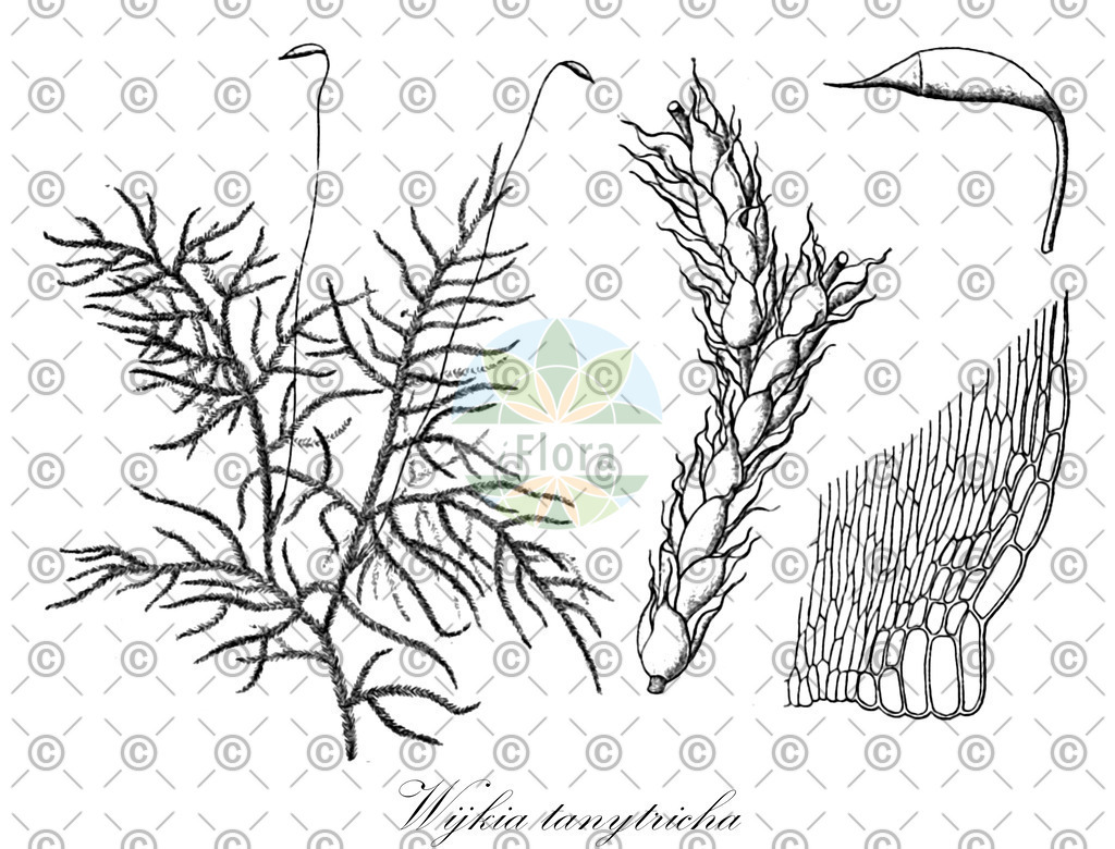 HistAbb_wfo-0001275231_1_ENZY_Simple | Historische Abbildung von Wijkia tanytricha - Pylaisiadelphaceae | Historical Illustration of Wijkia tanytricha - Pylaisiadelphaceae
