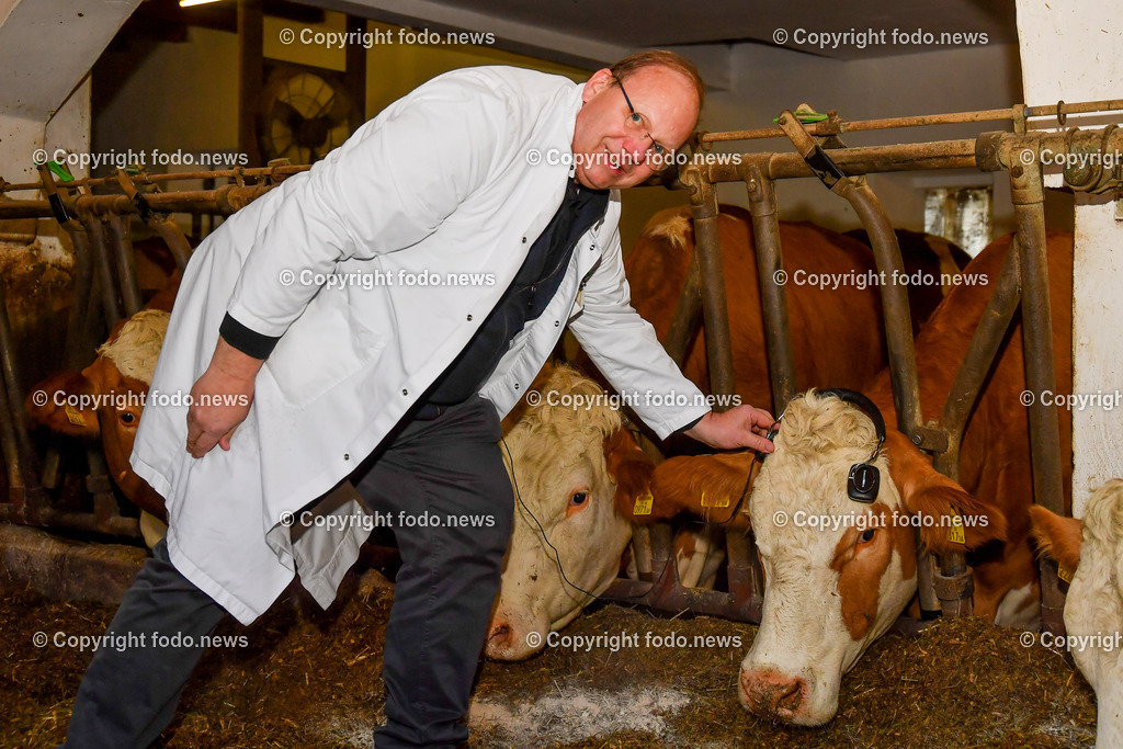 Anton Riepl_ Fleischermeister_ 06.02.2023-2 | 06.02.2023, Gallneukirchen, AUT, Anton Riepl Fleischmanufaktur KG, im Bild Anton Riepl und Kuh mit Kopfhoerer