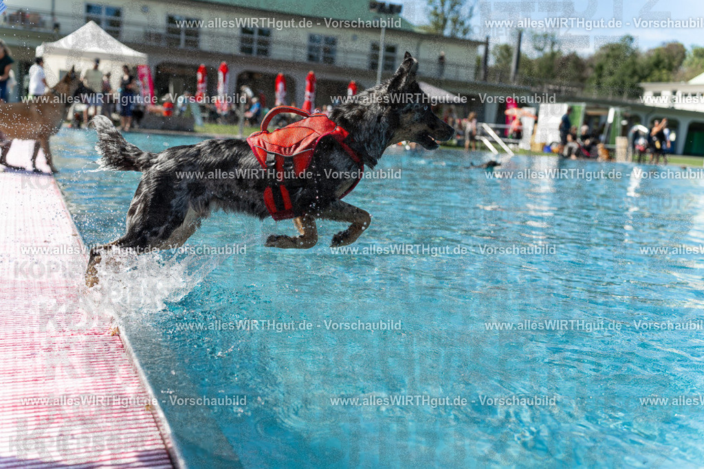 Hundeschwimmen_Volksbad_2026-allesWIRTHgut_Tierfotografie-2609061206-111631-7R500190 | Professionelle Tierfotografie in Mönchengladbach von Daniel Wirth (allesWIRTHgut). Liebevolle & natürliche Bilder von Hunden & Katzen für unvergessliche Erinnerungen.