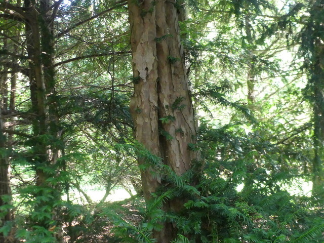 Eibe 3 | Verkauf von Fotos und  Videoclips zumThema Natur.Motive sind Pflanzen, Tiere, Landschaftenund Wetter - Realisiert mit Pictrs.com