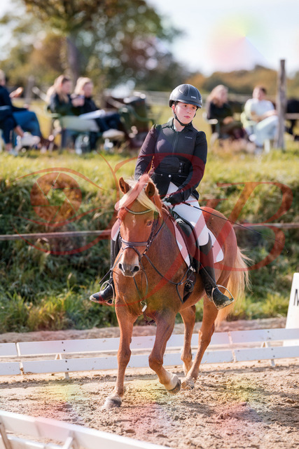 2026_10_03_Siefer-Hof_122314_Z81_23304471 | Professionelle Reitsport-, Turnier- und Eventfotografie von Robert Broda. Galerien mit ausgewählten und bearbeiteten Bildern direkt online ansehen und bestellen.