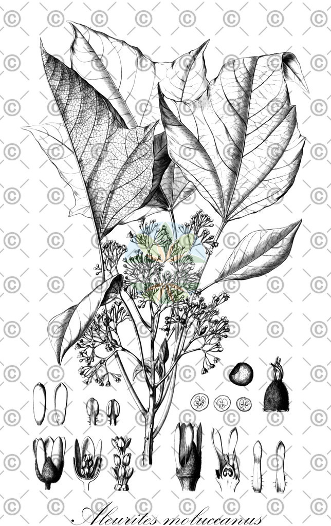 HistAbb_wfo-0000940858_1_ENZY_Simple | Historische Abbildung von Aleurites moluccanus - Euphorbiaceae | Historical Illustration of Aleurites moluccanus - Euphorbiaceae