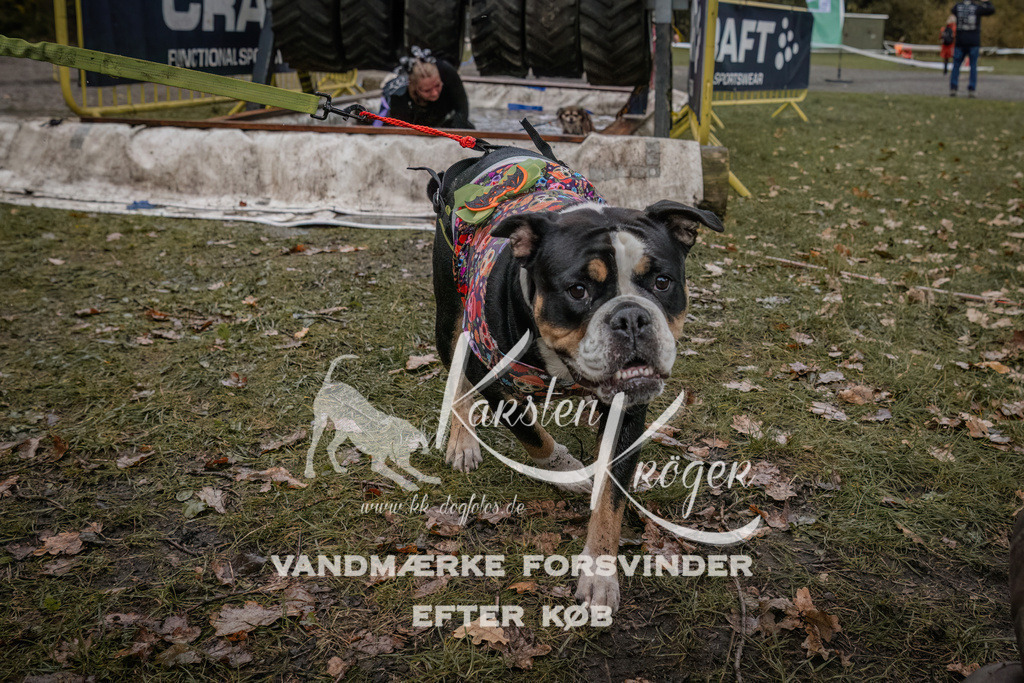 1629_ZZ93569 | kk-dogfotos