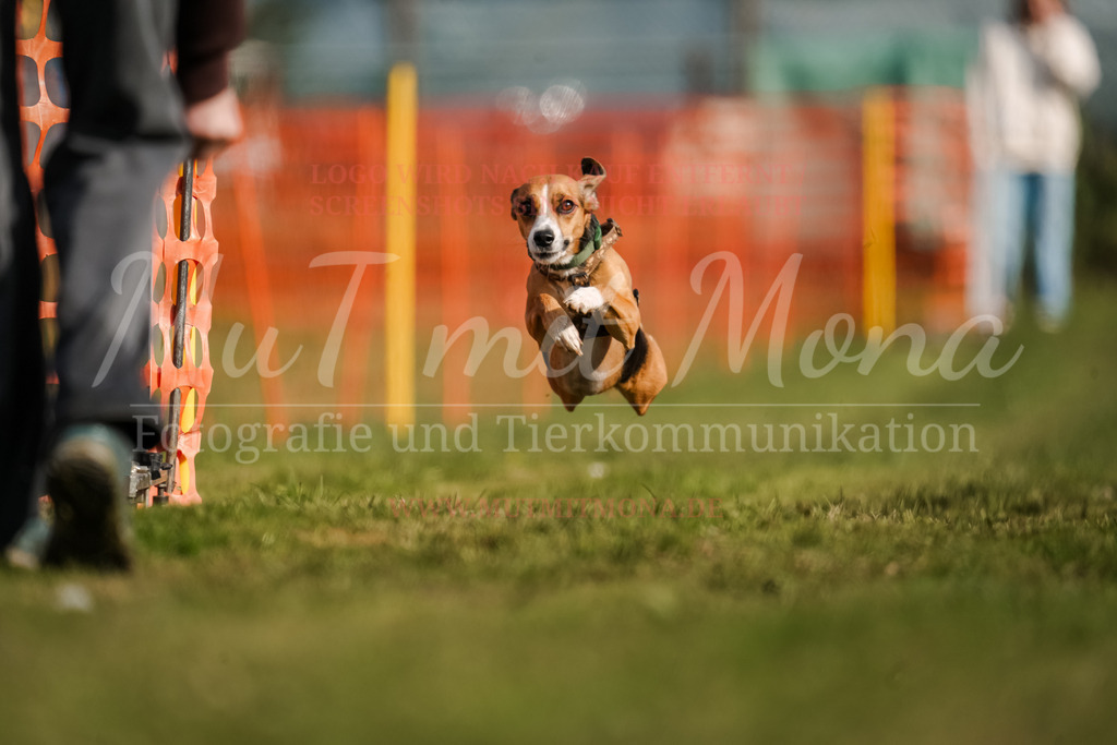 20250928_Hunderennen-181 | MuT (Mensch und Tier) mit Mona - Fotografie und Tierkommunikation - Realisiert mit Pictrs.com