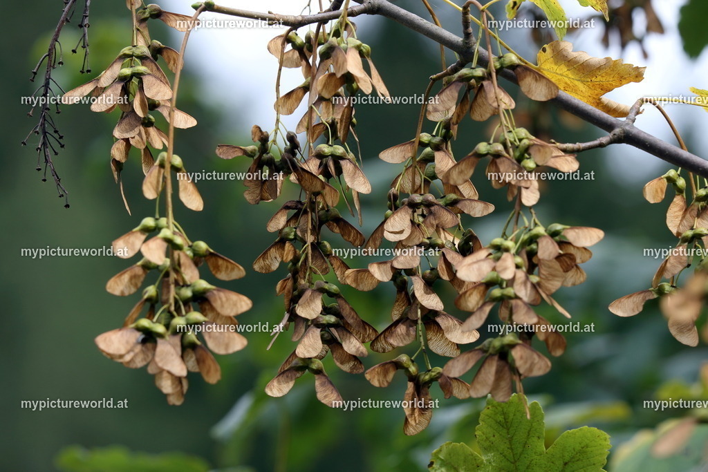 Berg-Ahorn-008 | Das Bilderarchiv über Tiere, Planzen und Landschaften. In der Bilddatenbank finden Sie ein große Auswahl an hochwertigen Bilder für Ihre Werbung - Realisiert mit Pictrs.com