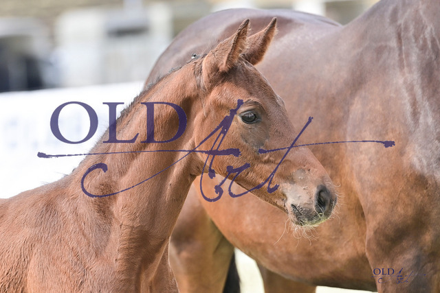 75 DE433330471723 FRE Feliciano - Dante_s Junior - San Amour I DSC_4828 | <meta name="description" content="★Offizieller Merchandise und Foto-/Videostore des Oldenburger Verbandes.★ ✅Jetzt auch digital Ausdrucke erhältlich." />
<meta name="keywords" content="Merchandise Foto-/Videostore Oldenburger Verband Photographie 