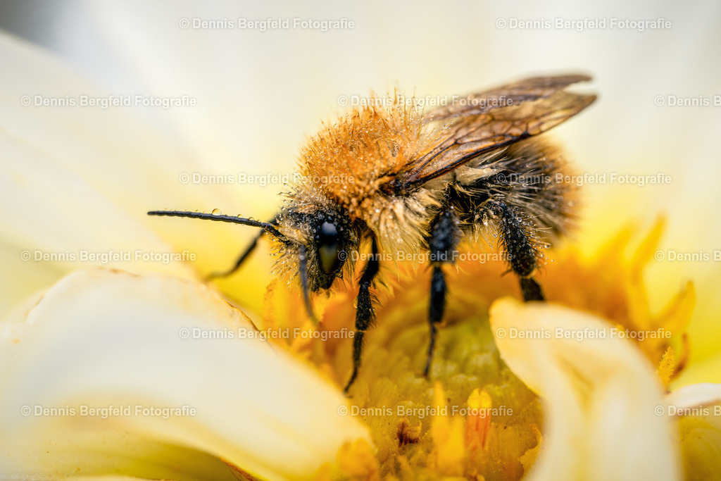 Hummel auf Blüte | Entdecken Sie Natur, Makro und Tierfotografie von Dennis Bergfeld.Besondere Momente und Details der Natur, hochwertig als Foto und Wandbild erhältlich. - Realisiert mit Pictrs.com