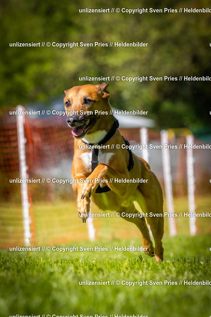 Hunderennen_April_2026_860 | 2026-04-26 - Hunderennen Baden-Oos April 2026 - Realisiert mit Pictrs.com