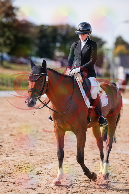 2026_10_03_Siefer-Hof_131952_Z81_70519192 | Professionelle Reitsport-, Turnier- und Eventfotografie von Robert Broda. Galerien mit ausgewählten und bearbeiteten Bildern direkt online ansehen und bestellen.