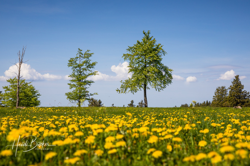 Löwenzahn blüht auf dem Kahlen Asten | Löwenzahn blüht im Frühjahr auf dem Kahlen Asten - Realisiert mit Pictrs.com