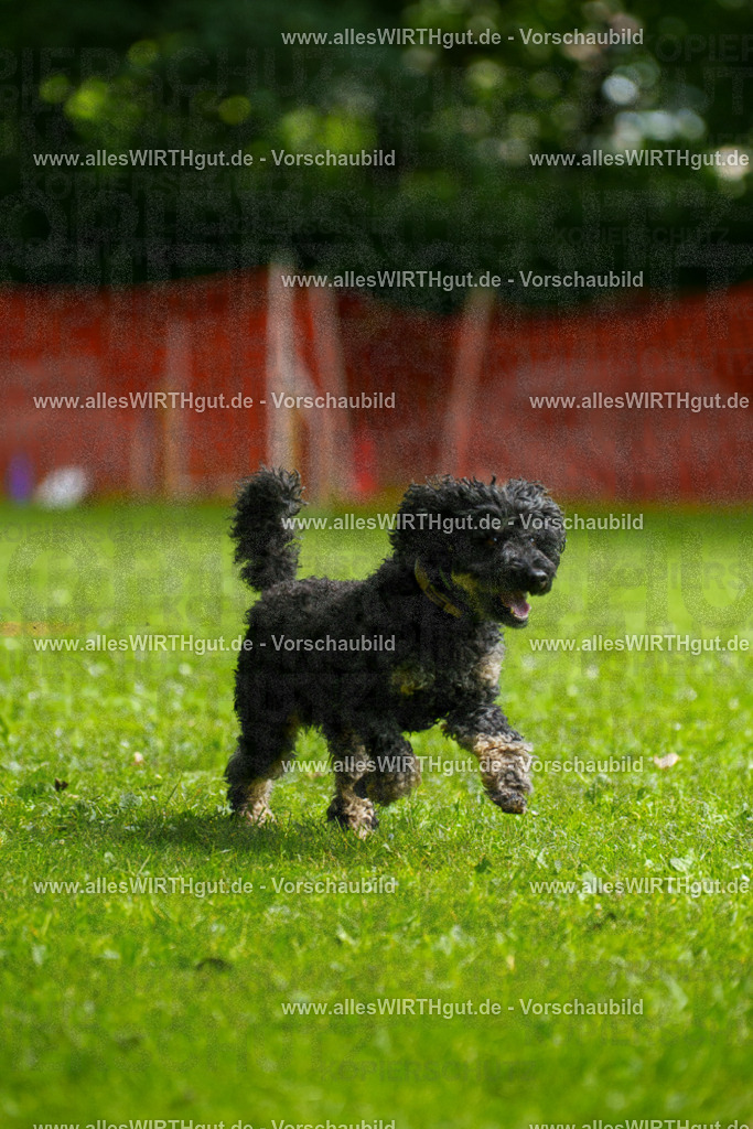 @allesWIRTHgut_Tierfotografie - www.allesWIRTHgut.de - 092740-7R507147 | Professionelle Tierfotografie in Mönchengladbach von Daniel Wirth (allesWIRTHgut). Liebevolle & natürliche Bilder von Hunden & Katzen für unvergessliche Erinnerungen.