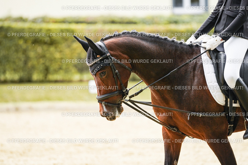 DSC09444 | Pferdegrafie