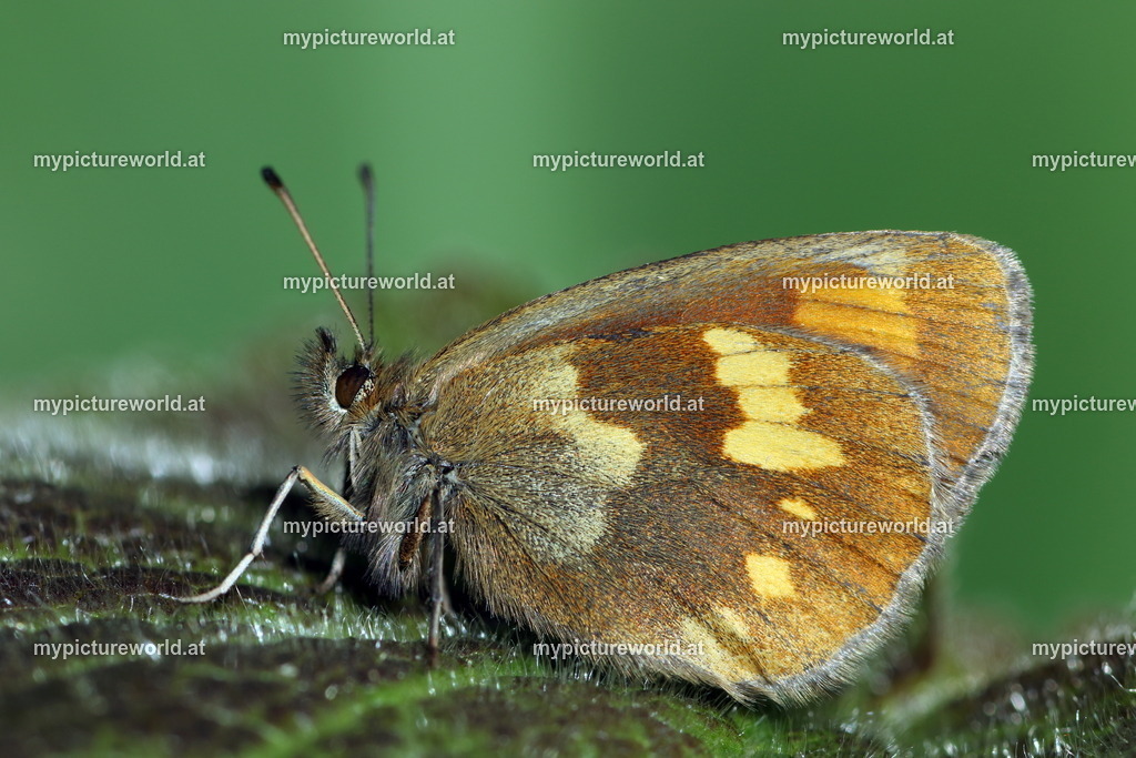 Erebia manto-001 | Das Bilderarchiv über Tiere, Planzen und Landschaften. In der Bilddatenbank finden Sie ein große Auswahl an hochwertigen Bilder für Ihre Werbung - Realized with Pictrs.com