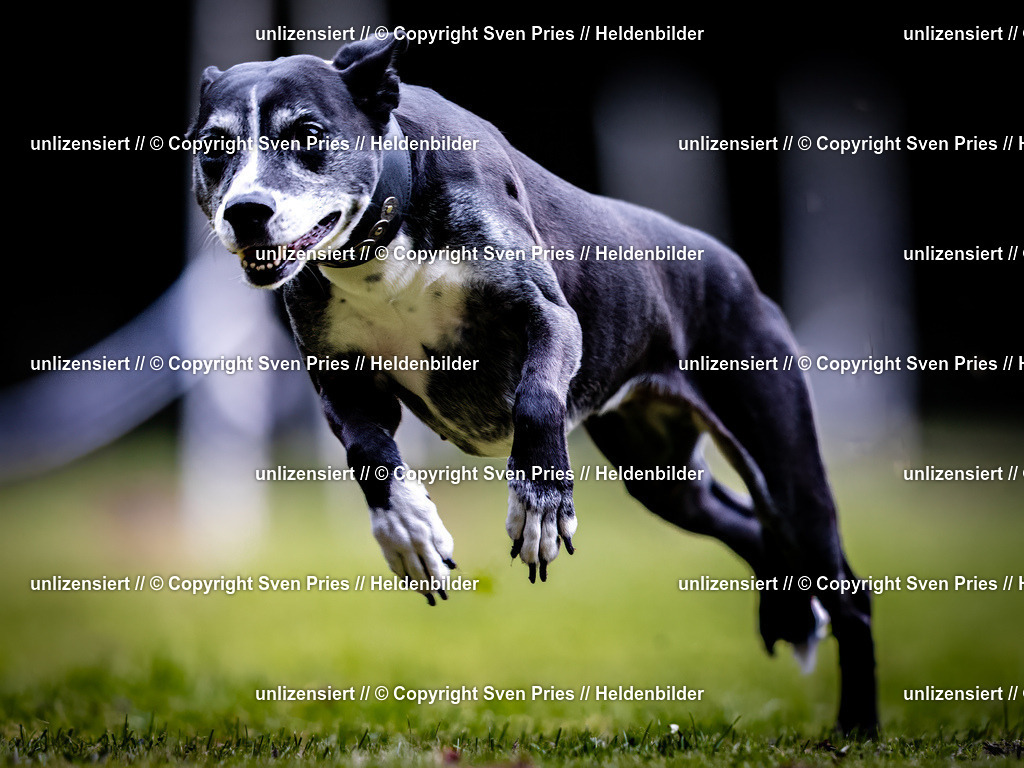 Sven Pries | 2025-10-03 - Hunderennen Obergrombach - Realisiert mit Pictrs.com