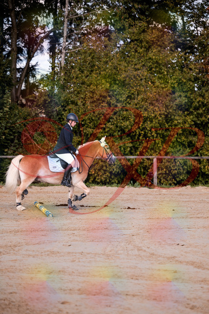 2026_10_03_Siefer-Hof_145426_Z81_34495526 | Professionelle Reitsport-, Turnier- und Eventfotografie von Robert Broda. Galerien mit ausgewählten und bearbeiteten Bildern direkt online ansehen und bestellen.