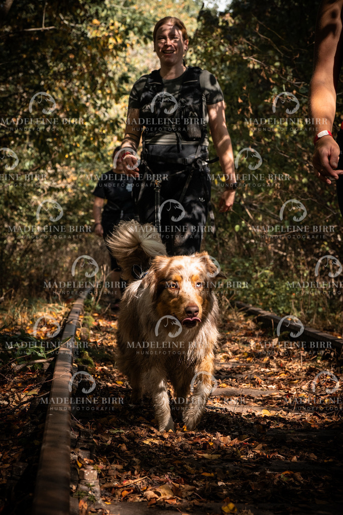 madeleinebirr.fotografie.2026.cc.hunsrueck.12-13Uhr.54 | hundefotografie-birr
