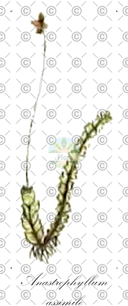 HistAbb_wfo-0001195990_1_ENZY_Simple | Historische Abbildung von Anastrophyllum assimile - Anastrophyllaceae | Historical Illustration of Anastrophyllum assimile - Anastrophyllaceae