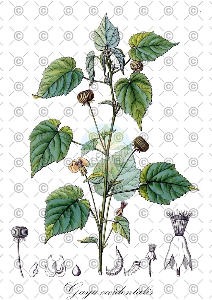 HistAbb_wfo-0000040495_1_ENZY_Simple | Historische Abbildung von Gaya occidentalis - Malvaceae | Historical Illustration of Gaya occidentalis - Malvaceae