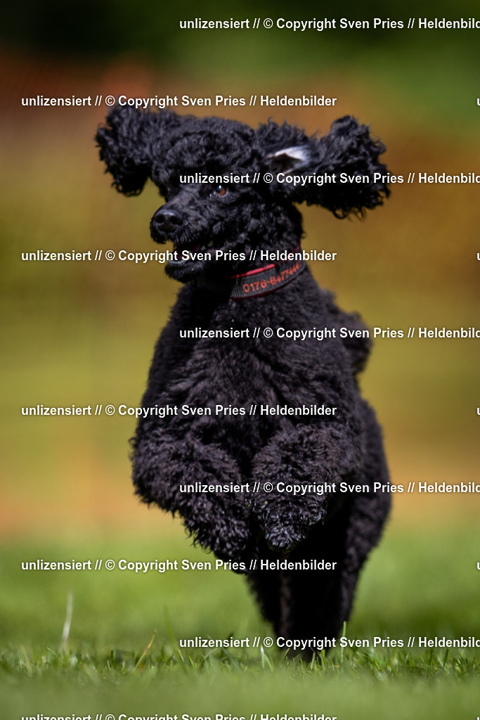 Sven Pries | 2024-04-21 - Hunderennen Baden-Oos
Foto: Sven Pries - Realisiert mit Pictrs.com