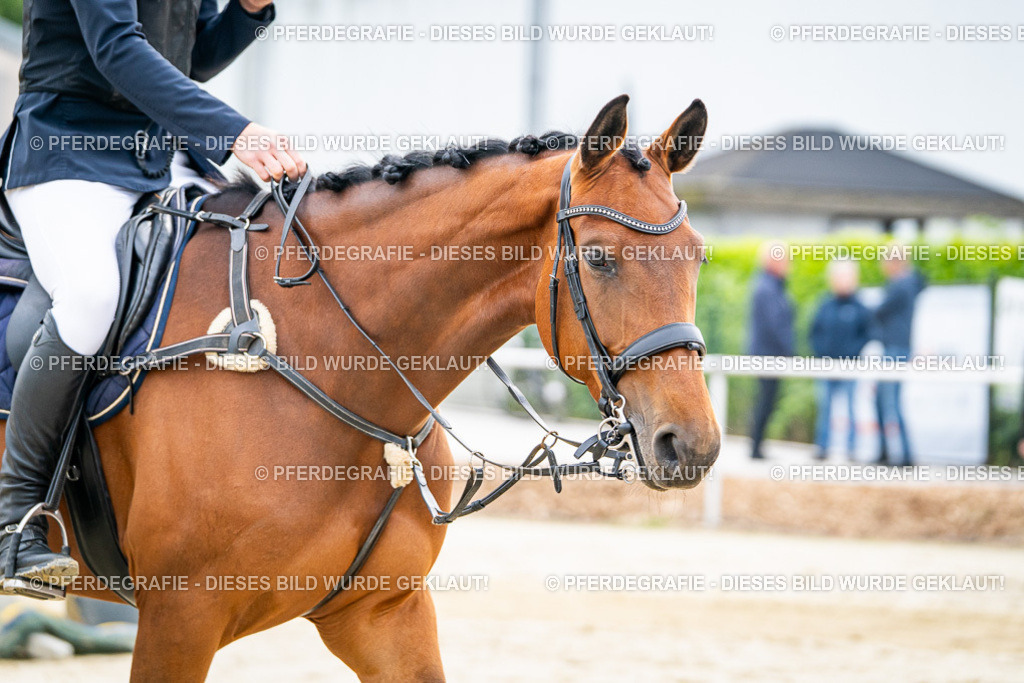 DSC09185 | Pferdegrafie