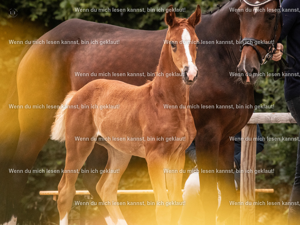 A10I5595 | photographylinaismer - Realisiert mit Pictrs.com