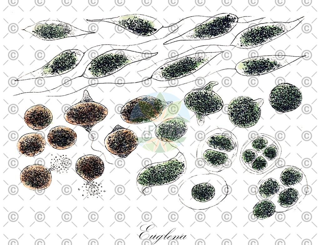 HistAbb_wfo-0000869347_1_ENZY_Simple | Historische Abbildung von Euglena - Euglenidae (0) | Historical Illustration of Euglena - Euglenidae (0)