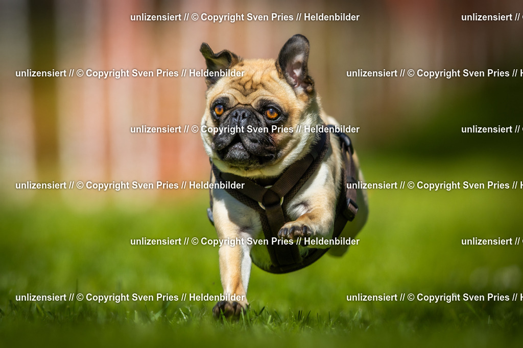 Hunderennen_April_2026_580 | 2026-04-26 - Hunderennen Baden-Oos April 2026 - Realisiert mit Pictrs.com