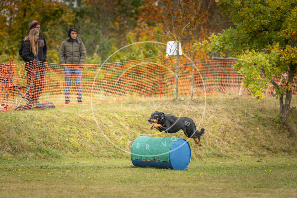 Pfotenfotografie_DV3A4708 | Hundefotografie, Tierfotograf, Pfotenfotografie, Fotoshooting Hund, Hunde Portrait, Hundesport, Hundeportraits, Heideshooting, Hunde, Sportfotograf, Hundefotograf, Turnierhundsport, THS,  - Realisiert mit Pictrs.com