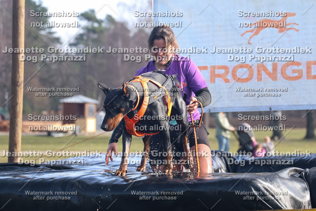 Dog Paparazzi - Strongdog North Mrz26-1054 | Dog Paparazzi Jeanette Grottendiek Fotografie & Videografie - Realisiert mit Pictrs.com