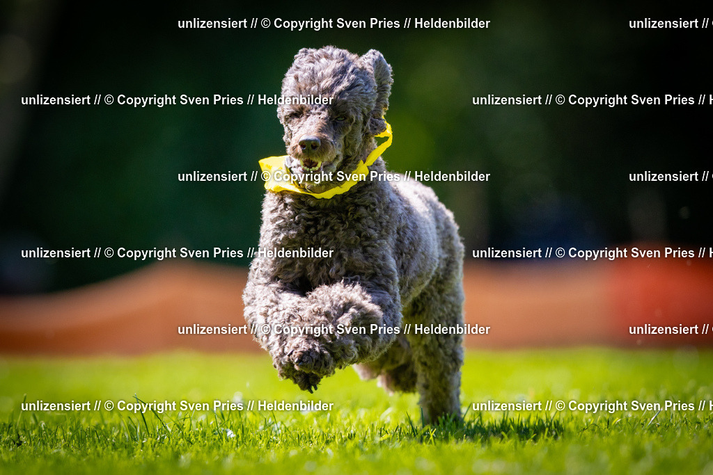 Sven Pries | 2025-08-10 - Hunderennen Durlach - Realisiert mit Pictrs.com