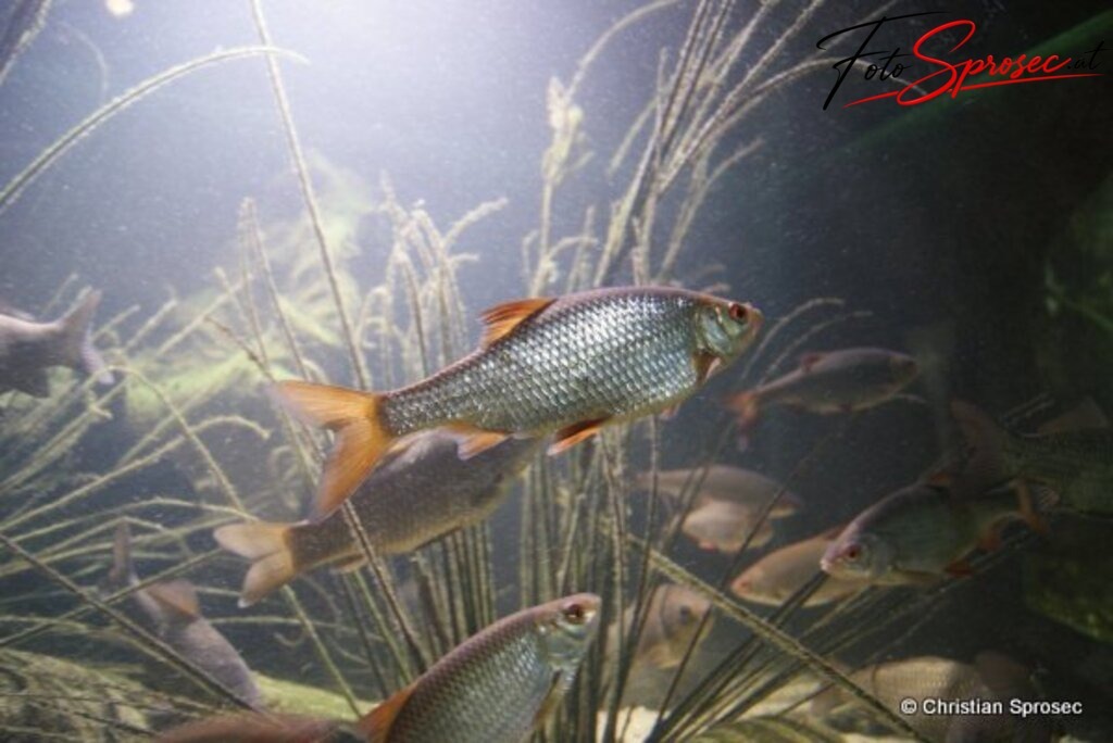 tierfotos_52025385645_o | Mit meiner Kamera halte ich besondere Augenblicke, faszinierende Landschaften und interessante Details fest. Dabei entstehen ganz unterschiedliche Aufnahmen – von stimmungsvollen Landschaftsfotografien und beeindruckenden Drohnenaufnahmen über Pressefotos - Realisiert mit Pictrs.com